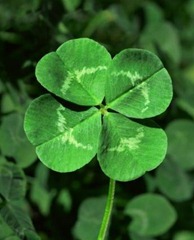 cloverleaf