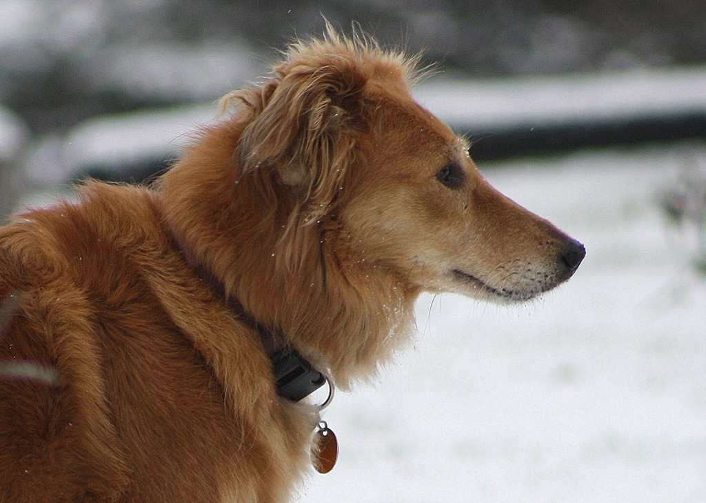 [ginger profile[3].jpg]