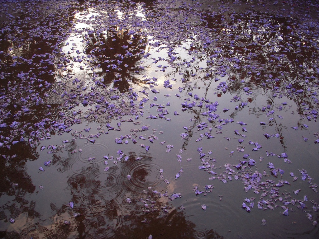 [403 Lluvia de flores[6].jpg]