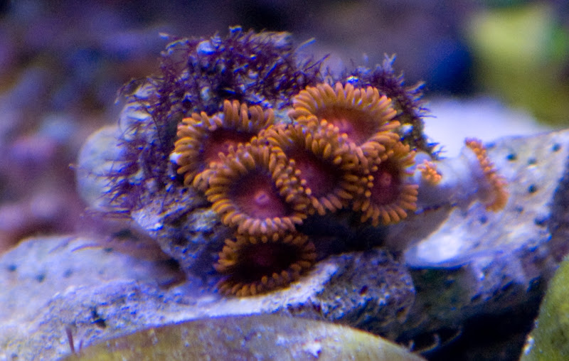 Bam Bams - What are you bringing to the MMMC swap on 1/31?