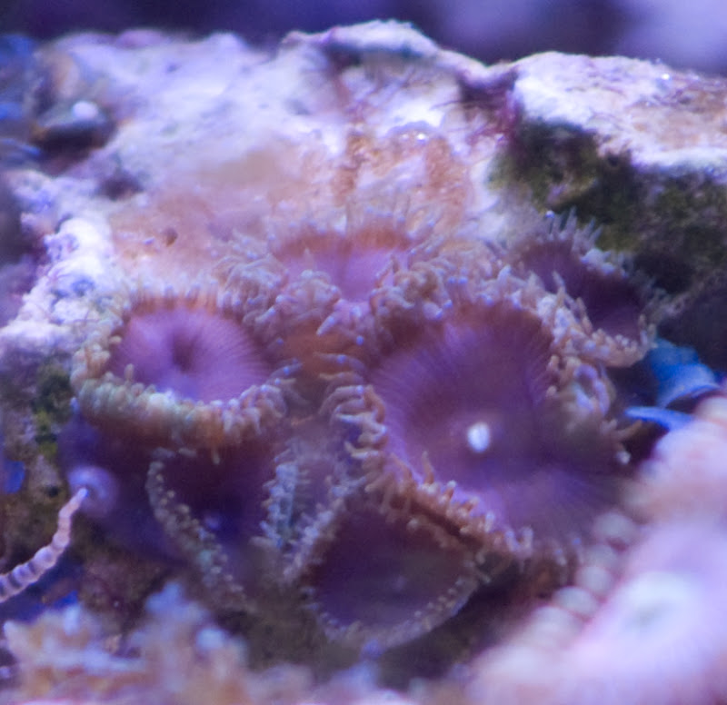 DSC03995 - Coral for sale
