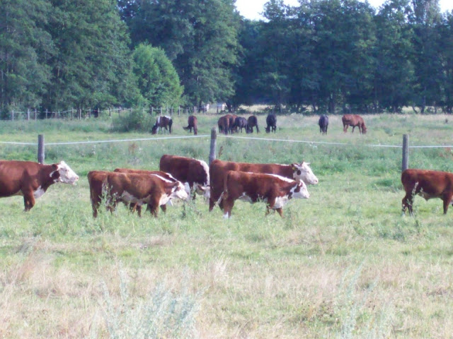 Hereford Rinderherde