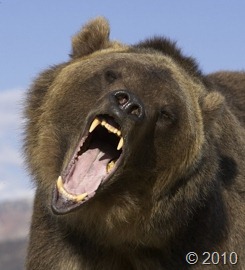 [bear-attack[6].jpg]