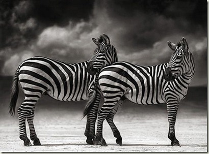 black-white black-white