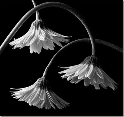 black-white-2 black-white-2