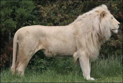 White lion