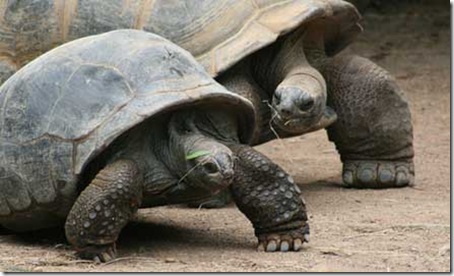 7 Animals With the Longest Life Spans 00 7 Animals With the Longest Life Spans 00