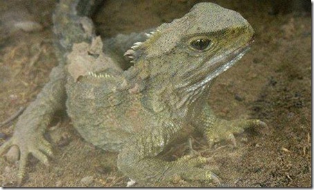 7 Animals With the Longest Life Spans - Tuatara 7 Animals With the Longest Life Spans - Tuatara