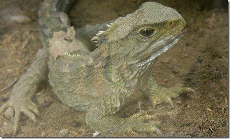 7 Animals With the Longest  Life Spans - Tuatara