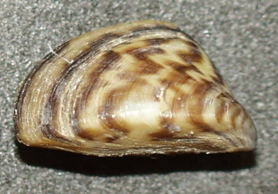 zebra-mussel zebra-mussel