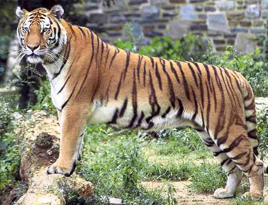 Tiger_panthera_tigris_tigris_Bengal Tiger_panthera_tigris_tigris_Bengal