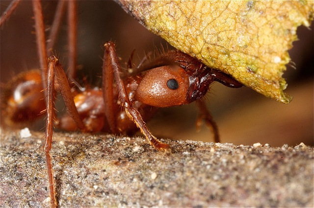 [3. Leafcutter Ant[5].jpg]