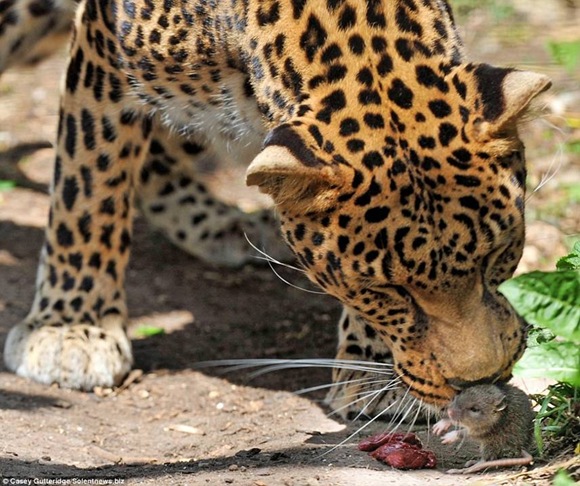 mouse2 mouse2