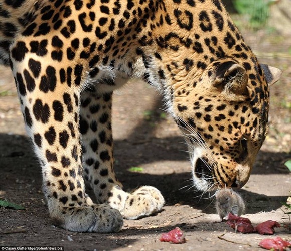mouse3 mouse3