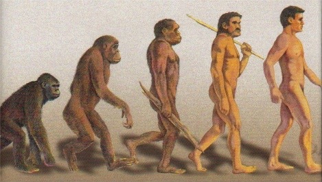 Humans Evolved From Apes
