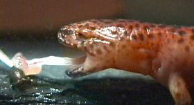 World's Fastest Muscle (In the tongue of a salamander) 03