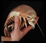 Giant Isopod 2_resize Giant Isopod 2_resize