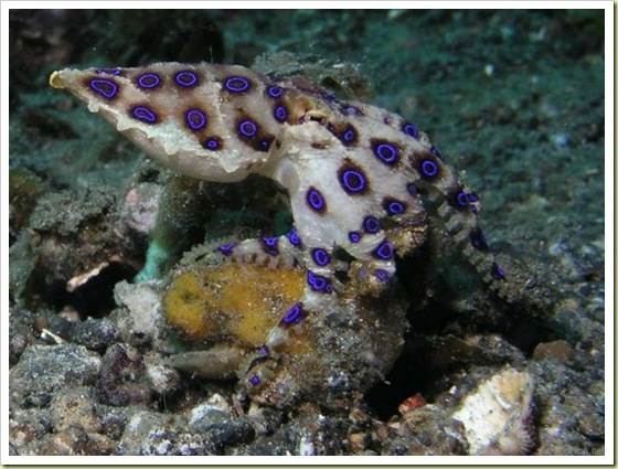 04-most-poisonous-animals-in-the-world-blue-ringed-octopus