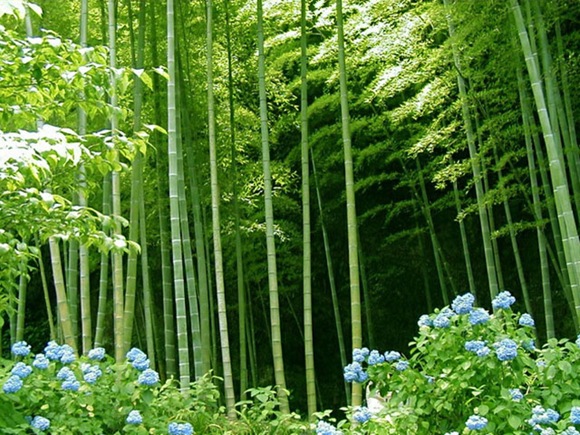 bamboo-forest bamboo-forest