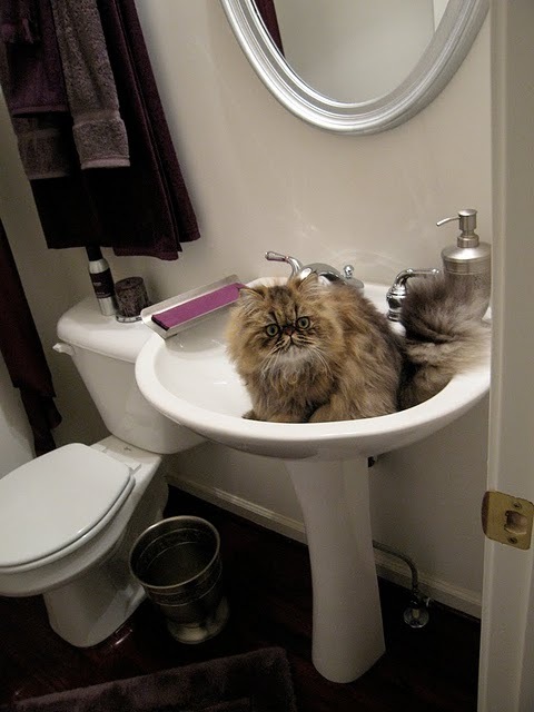 cat in sink 2