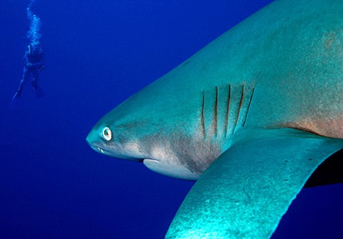 big-eye-thresher-shark