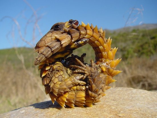 550armadillolizard 550armadillolizard