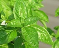 top-10-aphrodisiac-foods05 top-10-aphrodisiac-foods05