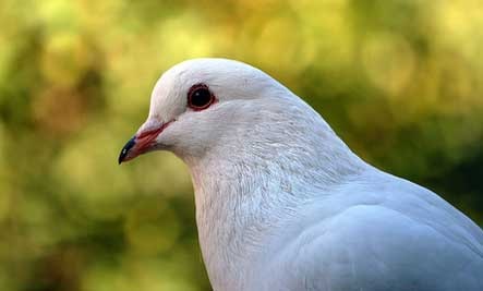 homing-pigeon-digart