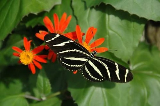 Peggy-Notebaert-Nature-Museum-01
