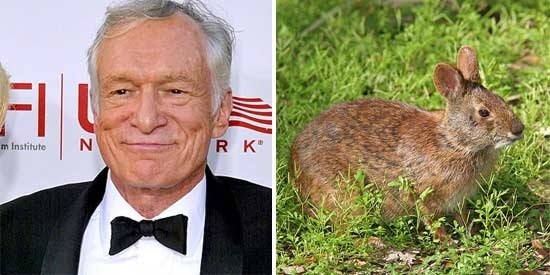 [Lower-Keys-Marsh-Rabbit[6].jpg]
