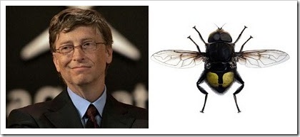 Bill-Gates-Flower-Fly Bill-Gates-Flower-Fly