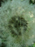 Seeds waiting for the wind to blow