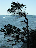 A cool looking tree