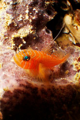 Orange reef goby