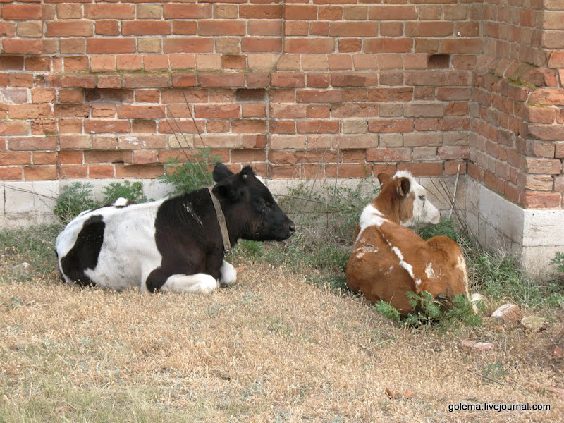 Село Дергачи. Церковь Архангела Михаила. 