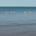 DSC04481.JPG