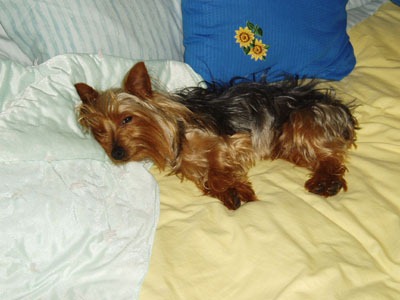 [blanket[4].jpg]