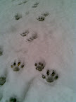 Rouso_Paws.jpg