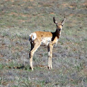 Pronghorn Antelope
