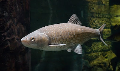 Foto del Cavedano
