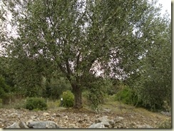 olive tree 2_1_1