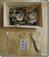 oysters1_1_1