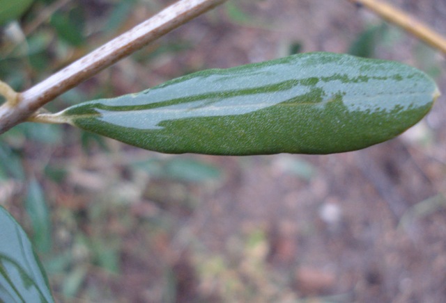 [olive leaf in rain1_1_1[2].jpg]