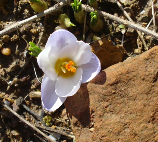 [crocus2_1_13.jpg]