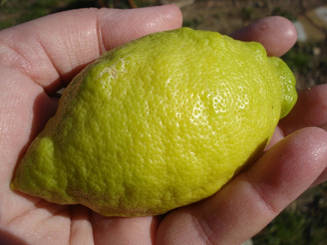 [lemon_1_1[3].jpg]