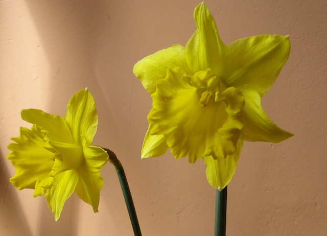 [daffodils2_12.jpg]