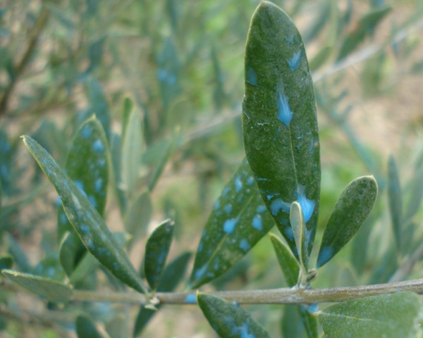 [olive leaves_1_1[3].jpg]