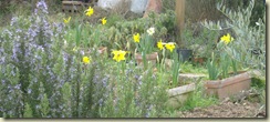 rosemary   daffodils_1_1