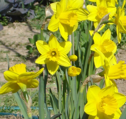 [daffodils2_13.jpg]