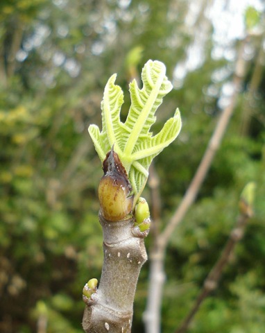 [figleaves2_1_1[3].jpg]